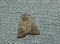 bleke grasuil